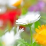～ 花畑より ～