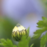 恋する寒白菊