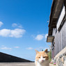 いいお天気です