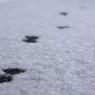 猫の足跡