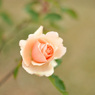一輪の冬薔薇