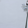白い花の秘密。