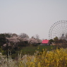 大観覧車と桜1 2019 FUJINON F2.8 3.5cm/EPM1