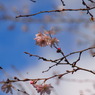 不断桜