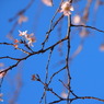 不断桜