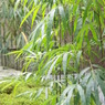 京都大原三千院