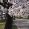 桜2 2019 FUJINON F2.8 3.5cm/EPM1