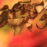 紅葉は楓のみに非ず