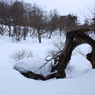 朽ち果てる