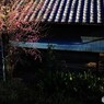 静かに咲く