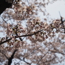 桜3 2019 FUJINON F2.8 3.5cm/EPM1