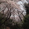 桜4 2019 FUJINON F2.8 3.5cm/EPM1