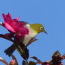 山茶花とメジロ