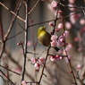 梅の花・メジロ