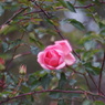 寒中の花
