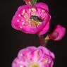 春燐　梅