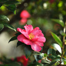 行き合ったのは”山茶花”さん～～だけでした！