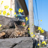 春が来そう