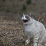 野良猫