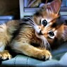 にゃん