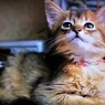 にゃんにゃん