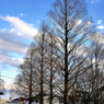 写真エッセイ：公園の樹・冬１：メタセコイア