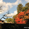Ishi-kun_7573