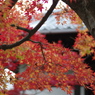 東福寺の紅葉　リターンズ