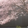 一人で桜を見る会　1