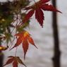 紅葉15 2019 FUJINON F2.8 3.5cm/EPM1