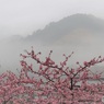 雨の美和桜　1