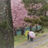 雨の美和桜　2