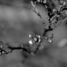 写真句：梅花2020 #1：清浄の気、満つ：B&W：写真歌31