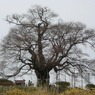 20080405_醍醐桜