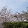 20080405_鶴山公園
