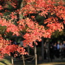 201 紅葉狩り