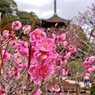 瑠璃光寺五重の塔・咲き揃った紅梅