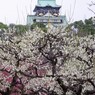 今年も曇りの梅林と大阪城1