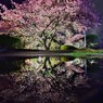 雨の河津桜