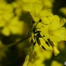 オールドレンズで　オオキバナカタバミ