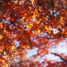 紅葉16 2019 FUJINON F2.8 3.5cm/EPM1