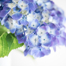 紫陽花
