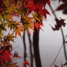 紅葉17 2019 FUJINON F2.8 3.5cm/EPM1