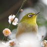 淡く
