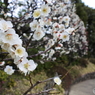 目白庭園の梅