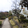 目白庭園の梅