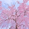 枝垂れ桜の広がり