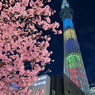 「東武橋からの東京スカイツリー×河津桜」