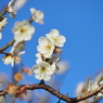 梅の花その２