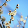梅の花その５